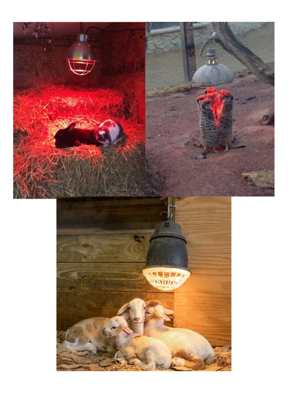 250W Kızılötesi (infrared) Isıtıcılı Hayvan Isıtma ve Kuluçka Lambası (Kırmızı Işık) E27 (Kalın Duy) (